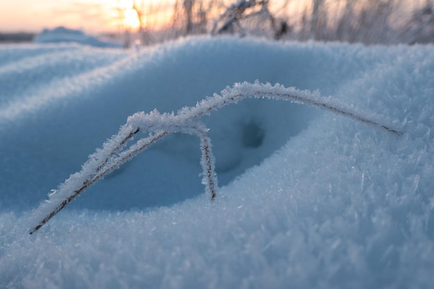 Erba congelata in piedi nella neve durante il tramonto sullo sfondo naturale invernale