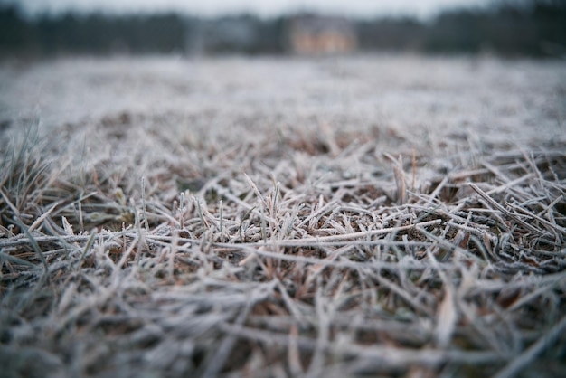 Erba congelata nella mattina d'inverno Concetto di sfondo per il clima freddo