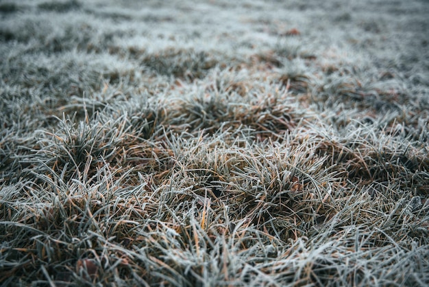 Erba congelata nella mattina d'inverno Concetto di sfondo per il clima freddo