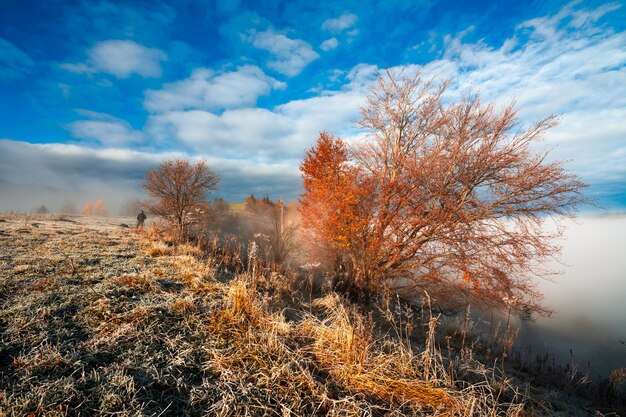 Erba congelata ricoperta di brina bianca sullo sfondo di un bel cielo azzurro e di una soffice nebbia bianca