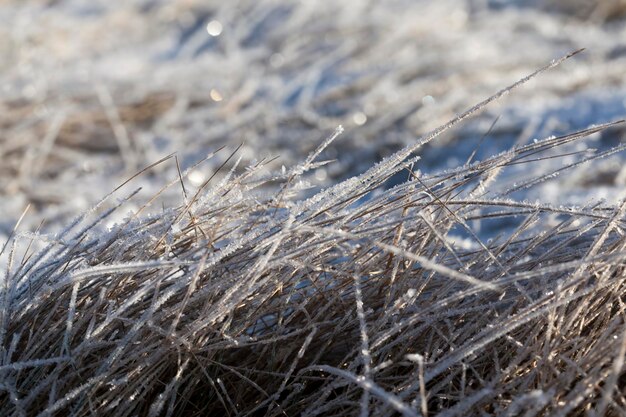 Erba coperta di ghiaccio e gelo nella stagione invernale l'erba si congela con pezzi di neve e ghiaccio sul campo nella stagione invernale