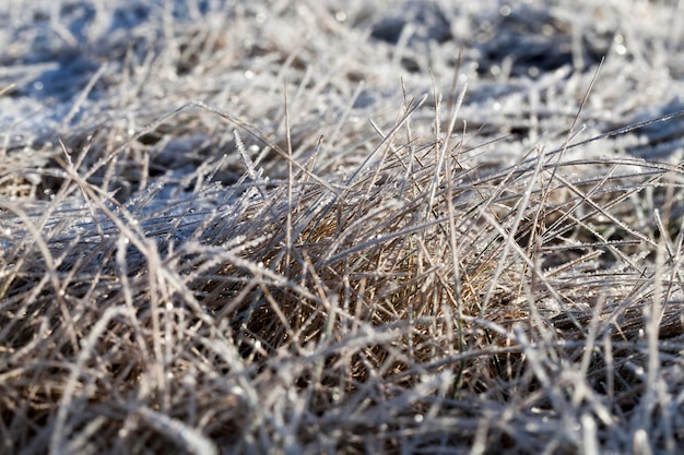 Erba coperta di ghiaccio e gelo nella stagione invernale