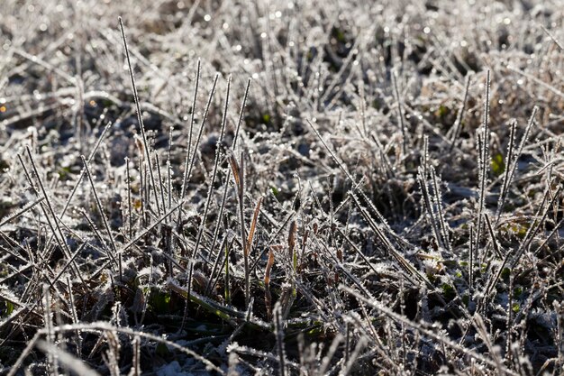 Erba coperta di ghiaccio e gelo nella stagione invernale