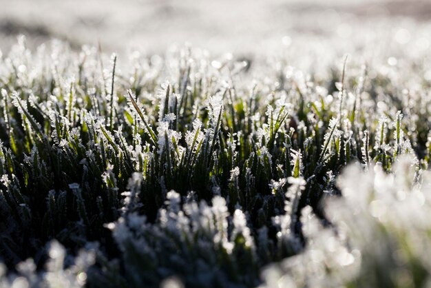 Erba coperta di ghiaccio e gelo nella stagione invernale