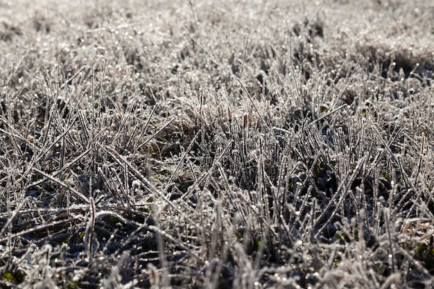 Erba coperta di ghiaccio e gelo nella stagione invernale