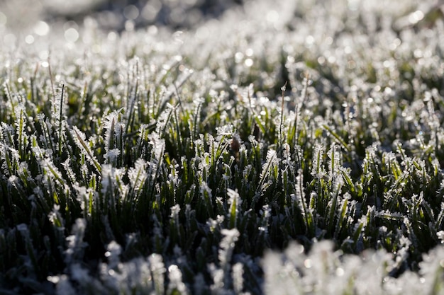 Erba coperta di ghiaccio e gelo nella stagione invernale