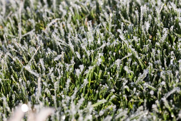 Erba coperta di ghiaccio e gelo nella stagione invernale