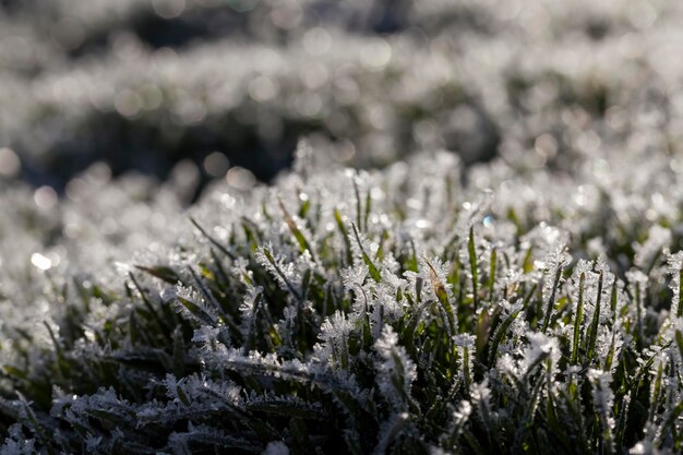 Erba coperta di ghiaccio e gelo nella stagione invernale