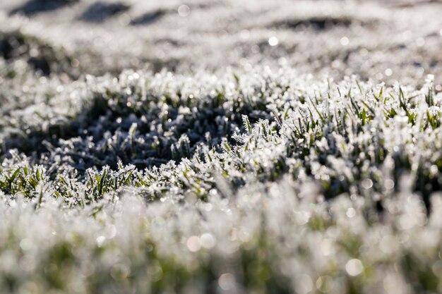 Erba coperta di ghiaccio e gelo nella stagione invernale