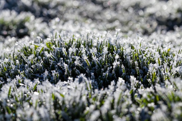 Erba coperta di ghiaccio e gelo nella stagione invernale