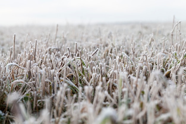 Erba coperta di neve e ghiaccio in inverno