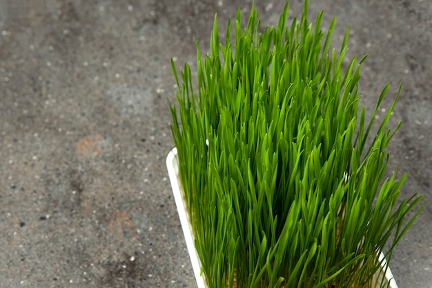 Erba d'orzo. Chicchi d'orzo germogliati in un contenitore. Germogli d'orzo per il cibo. Il concetto di dieta, vegetarianismo e veganismo. Uno stile di vita sano.