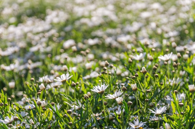 Erba dei fiori