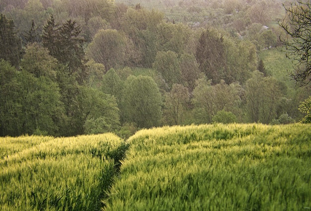 erba del campo