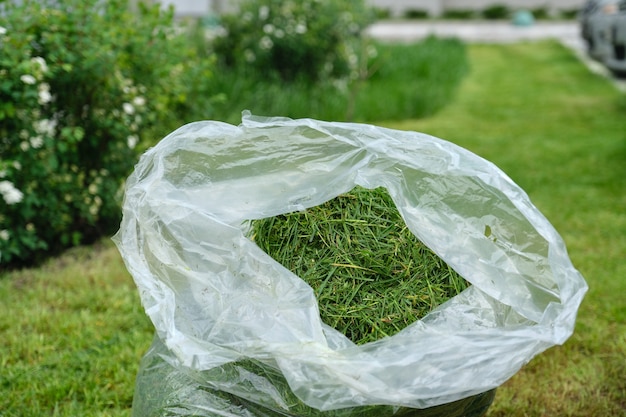 Erba del prato appena tagliata in un sacco di plastica