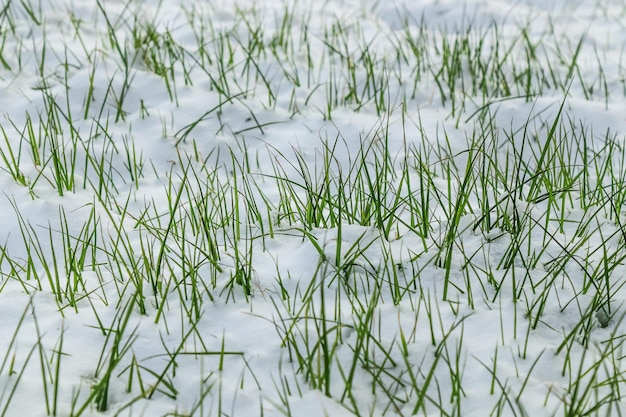 Erba del prato fresca sotto la neve in natura Arrivo anticipato dell'inverno