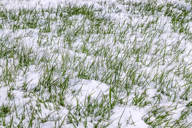 Erba del prato fresca sotto la neve in natura Arrivo anticipato dell'inverno