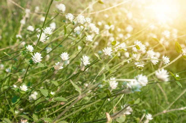 Erba del primo piano durante la luce del sole