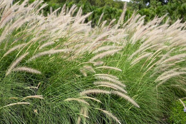 Erba della fontana o pennisetum alopecuroides