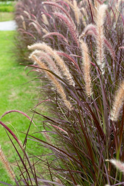 Erba della fontana o pennisetum alopecuroides