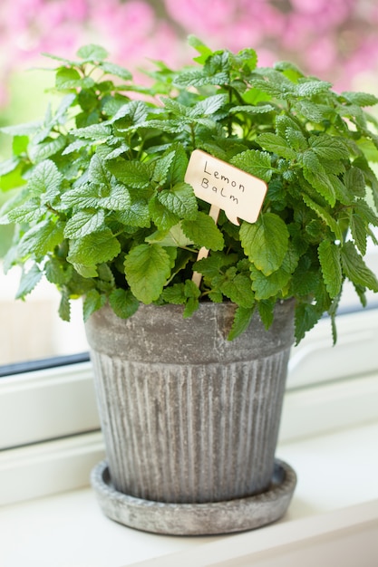 Erba della melissa (melissa) in vaso da fiori con l'etichetta di nome sulla finestra