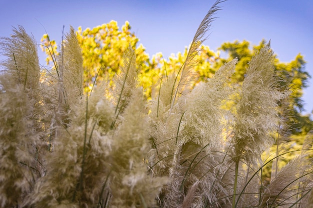 Erba della pampa al vento