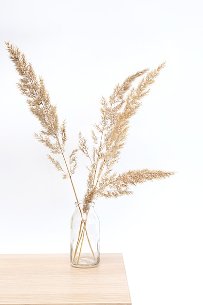 Erba della pampa in vaso di vetro sulla tavola di legno vicino al muro bianco