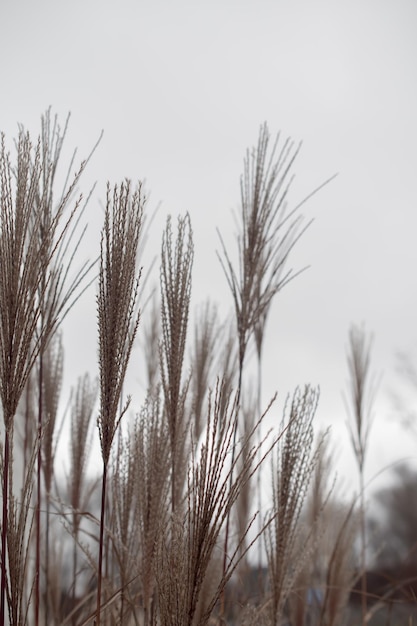 Erba della pampa Reed Sfondo naturale astratto