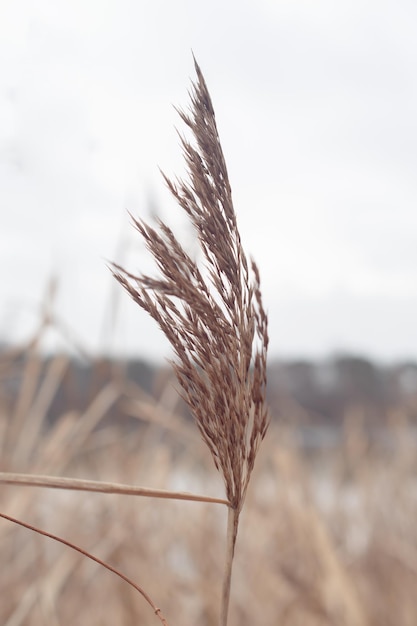 Erba della pampa Reed Sfondo naturale astratto