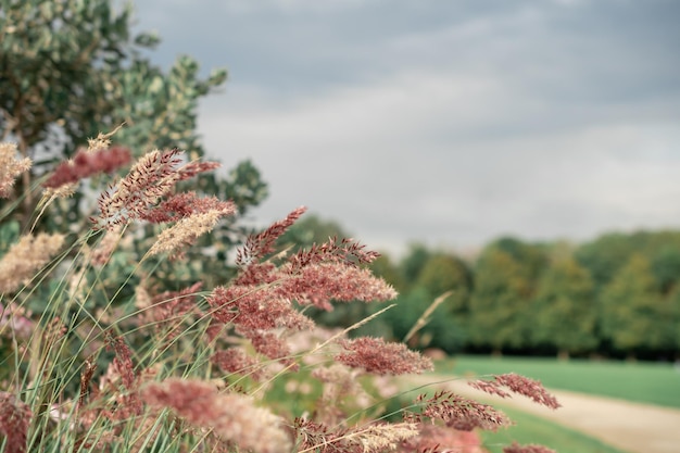 Erba della pampa Reed Sfondo naturale astratto