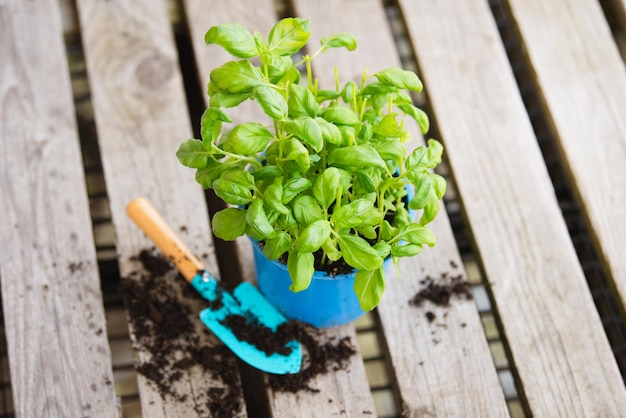 Erba di basilico con pentola a pala pianta in primavera giardinaggio e stagione di piantagione coltivazione di erbe nel giardino