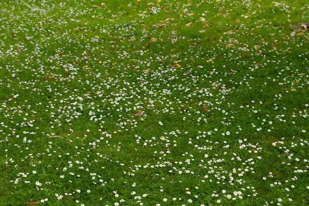 Erba di campo di camomilla e camomille in fiore