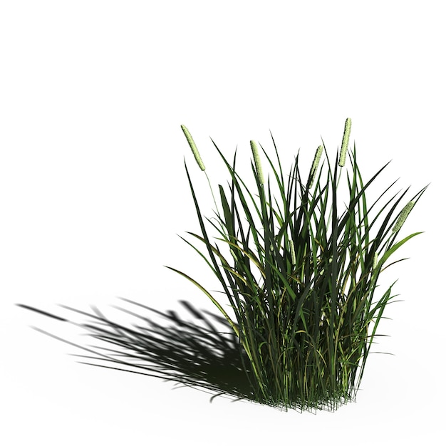 erba di campo selvatico con un'ombra sotto di essa, isolata su sfondo bianco, illustrazione 3D, rendering cg