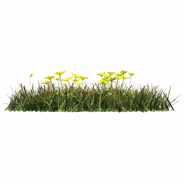 erba di campo selvatico, isolata su sfondo bianco, illustrazione 3D, rendering cg