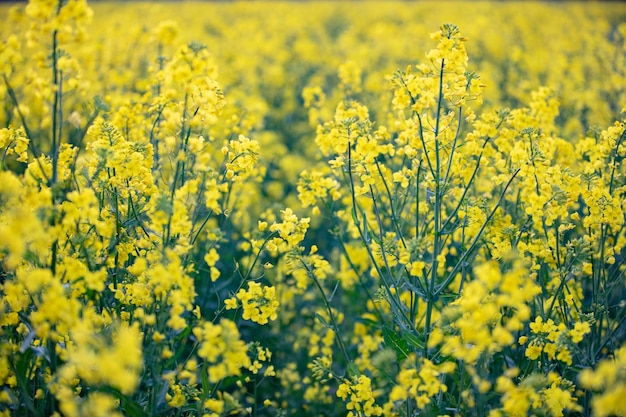 Erba di colza giallo brillante Sfondo naturale