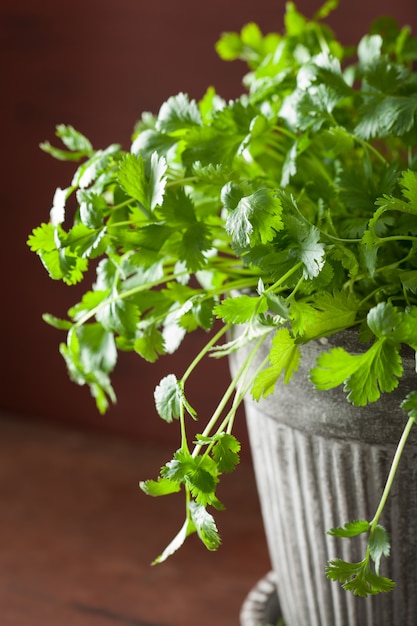 Erba di coriandolo fresca in vaso di fiori