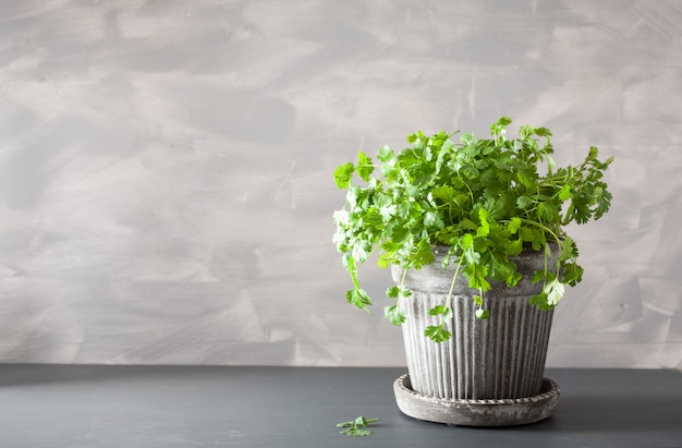 Erba di coriandolo fresca in vaso di fiori