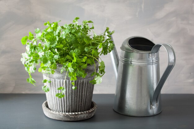 Erba di coriandolo fresca in vaso di fiori