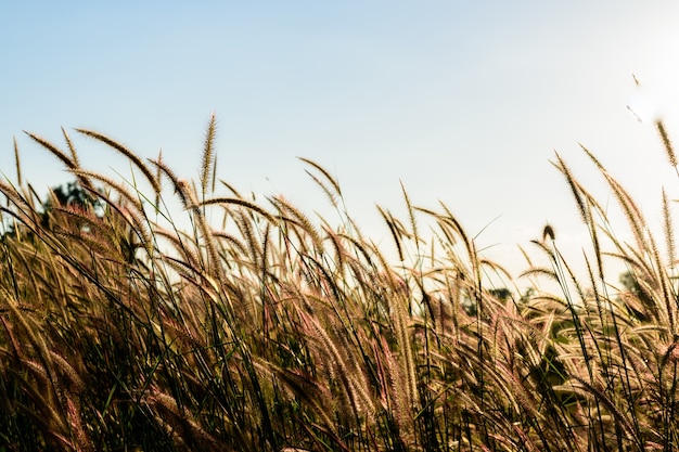 Erba di erba pennisetum con luce del sole.