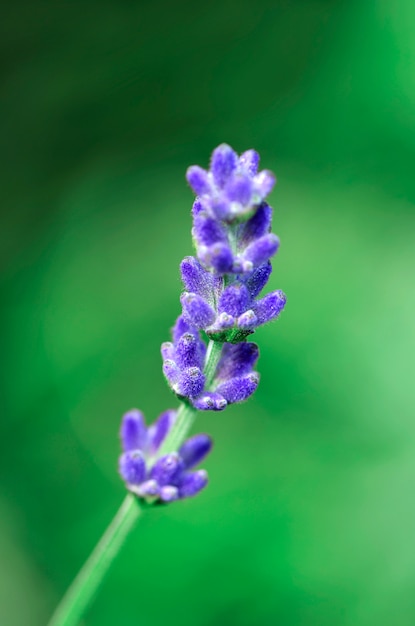 Erba di fiori di lavanda viola