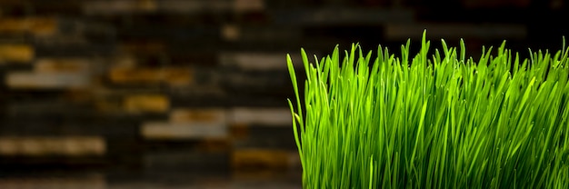 Erba di grano. Chicchi di grano germogliati in un contenitore di plastica. Grano per il consumo umano. Banner di concetto di dieta, vegetarianismo e veganismo. Uno stile di vita sano.