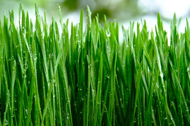 Erba di grano verde fresco con gocce di rugiada