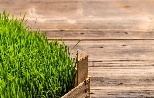 Erba di grano verde