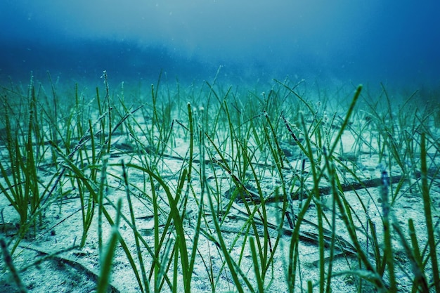 Erba di mare verde subacquea, erba marina sott'acqua