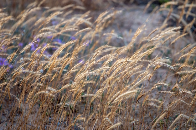 Erba di marram europeo