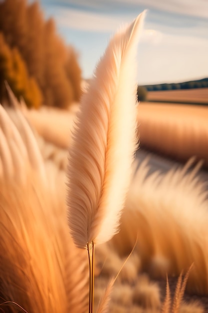 Erba di pampa in autunno Sfondo naturale Canna beige secca Colori pastello neutri e tonalità della terra