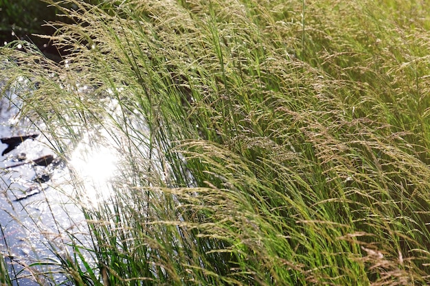 Erba di prato estivo su sfondo di acqua brillante