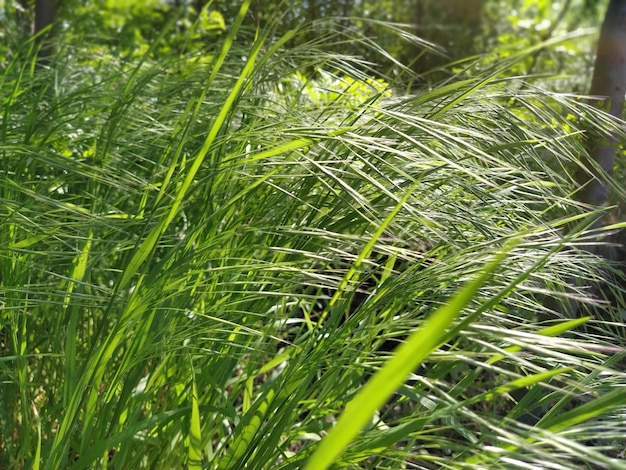 Erba di prato Soffiando vento piegare fili d'erba nel campo Soft focus Foresta soleggiata