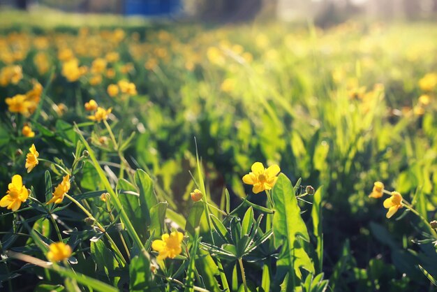 Erba di primavera e fiori in un campo