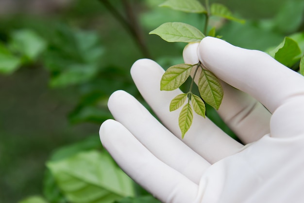 Erba di raccolto della mano di medico in giardino